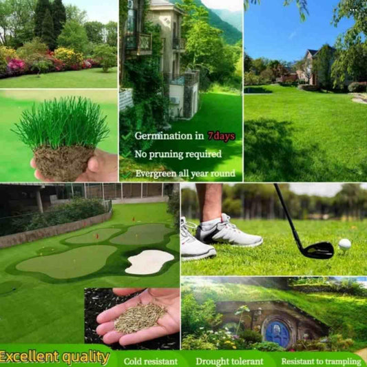 GroMax™ Grass Seeds - Best For Your Home Gardening | Pack Of 100 Seeds 🌱